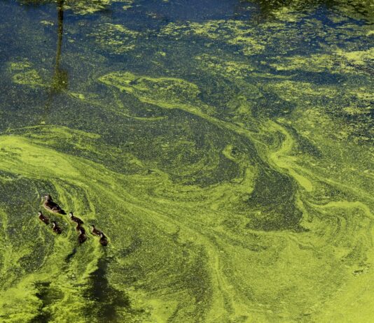 일부 지역 이미 ‘녹조’ 발생…녹조중점관리방안 추진 green and blue abstract painting