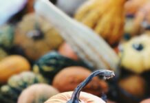 가을철 다이어트, 효과적인 체중 관리법과 운동 추천 focus photography of pumpkin