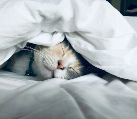 간 기능 저하를 예방하는 생활 습관 white cat sleeps under white comforter