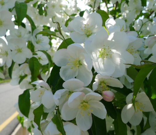 사과 품종별 꽃 피는 시기, 특성 확인하세요