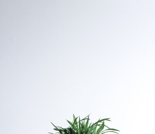 물 주는 시간이 제일 고요하고 좋아요. green plant in white and blue ceramic pot