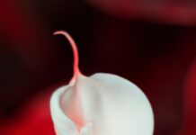 “생리 전만 되면 폭식해요”… 호르몬 리듬이 만든 ‘PMS 식욕 폭탄’ white flower in red background