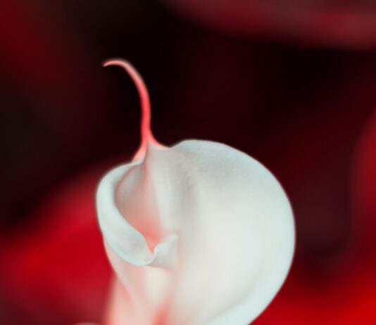 “생리 전만 되면 폭식해요”… 호르몬 리듬이 만든 ‘PMS 식욕 폭탄’ white flower in red background