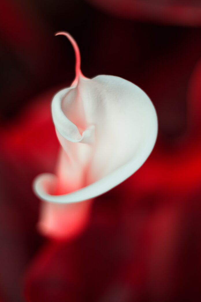 white flower in red background