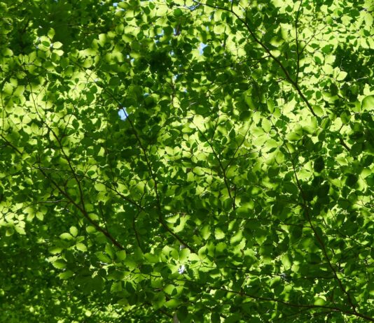 초여름, 건강을 챙기는 방법을 알려드립니다! a green leafy tree with a blue sky in the background