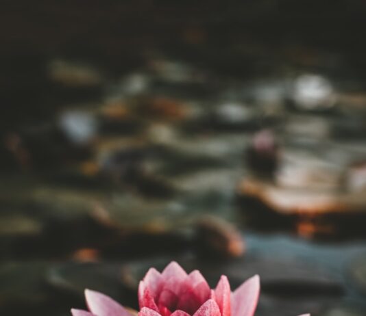 “내 몸에 맞는 대체요법, 어떻게 실생활에 적용할까?” pink and white lotus flower