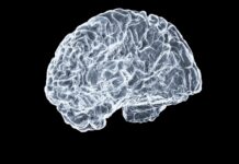 “뇌가 좋아하는 하루, 똑똑하게 챙기기”… 일상 속 뇌건강 트렌드와 실천법 a close up of a human brain on a black background