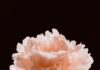 바쁜 일상 속, 정신건강 챙기는 똑똑한 생활습관 Light pink peony flower against a dark background.